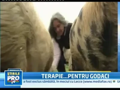 Si porcii pot ramane traumatizati in urma unui cutremur...