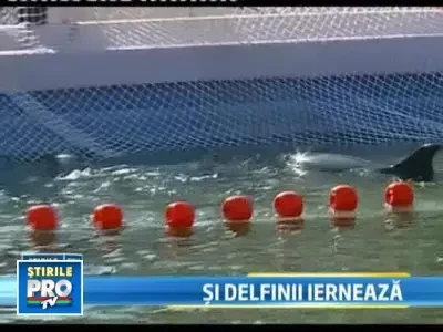 Delfinii Che Chen, Pi Pi si Ni Ni s-au mutat in resedinta de iarna