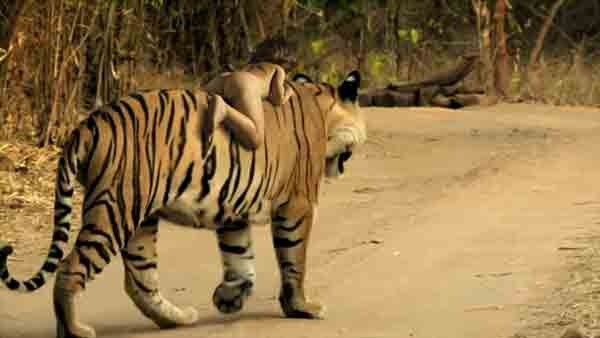 Trucaj sau fapt uimitor? Un copil calare pe un tigru, ca in Cartea Junglei