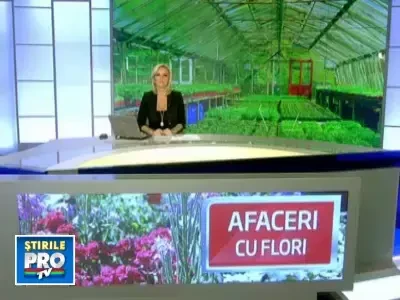 Super afacere! Plantezi flori, ai incasari de 12 milioane de euro pe an