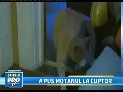 S-a razbunat pe iubitul mamei. I-a bagat motanul la cuptor