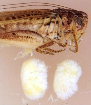 Insecta super macho! Are cele mai mari testicule din lume. FOTO!