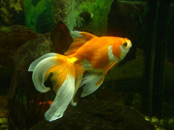 Coreenii folosesc pestisori aurii pentru purificarea apei din...toalete