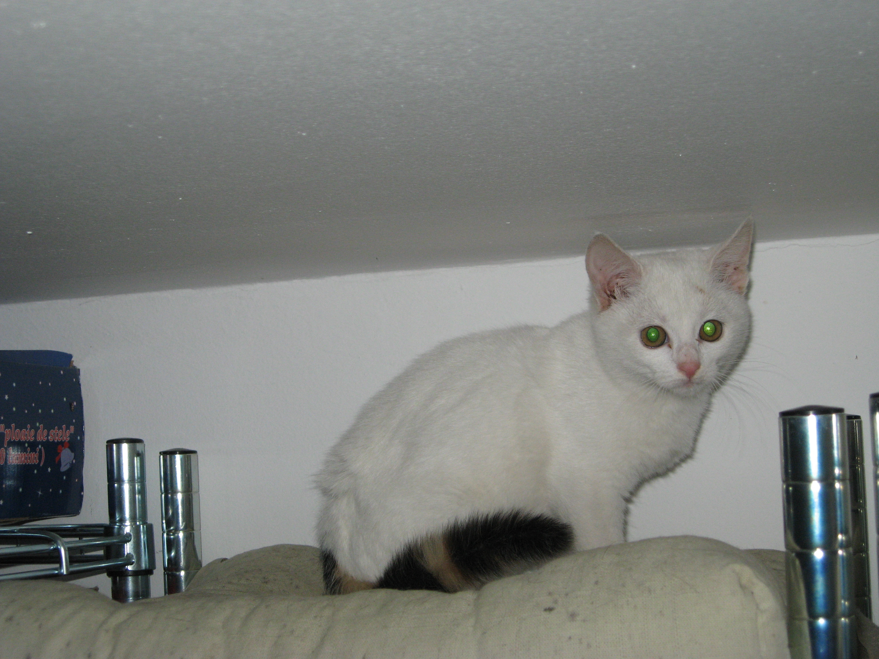 "Oferim dragoste pentru 9 vieti fiecare!". 2 pisicute au nevoie de familie