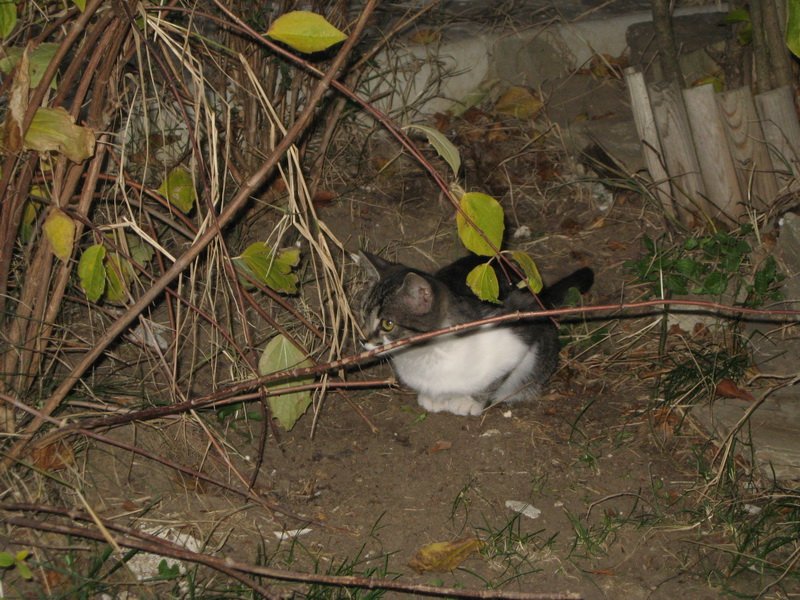 Pisica