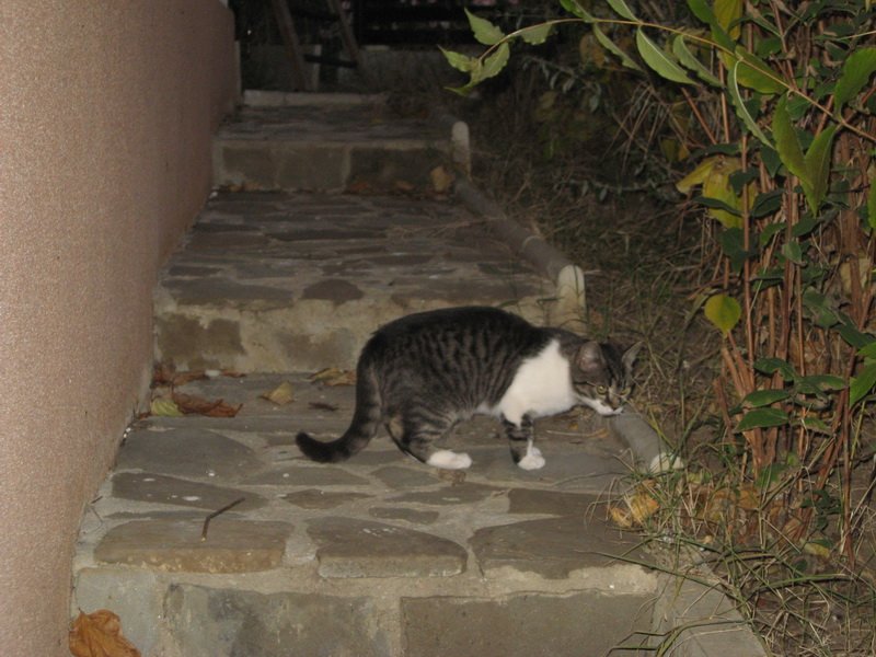 Pisica