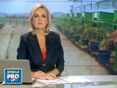 Ministerul Agriculturii a premiat cele mai frumoase oi de la targul Indagra