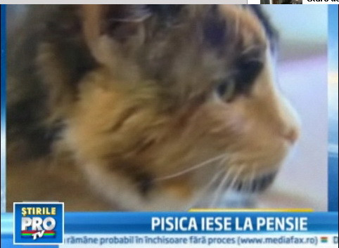 O pisica, pensionata de la o biblioteca din statul Oregon