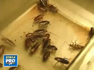 Gandacii, leacul pentru infectiile rezistente? Ar secreta un antibiotic