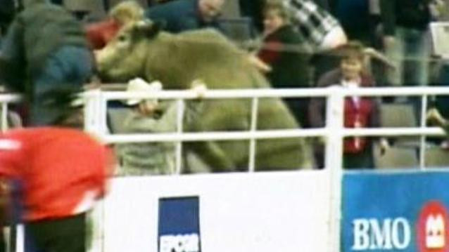 Patru persoane ranite de un taur de 600 kg, la un rodeo din Canada. Video