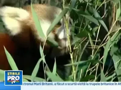 Doi pui de panda rosu, botezati la gradina zoologica din Zagreb