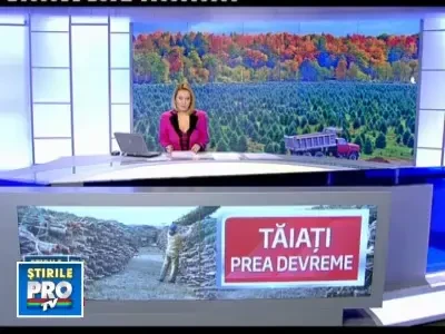 Primavara de noiembrie da peste cap afacerea Bradul de Craciun