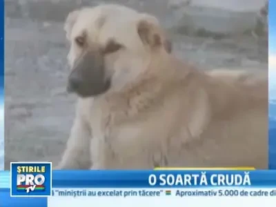 Tragic! Caine erou pe frontul din Afgansitan, eutanasiat din greseala...