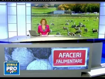 Zestrea de lana, inlocuita cu perne si plapumi sintetice. Afla de ce!