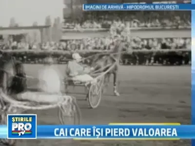 Ne vindem caii de rasa la pret de martoage. Strainii dau pe ei averi!