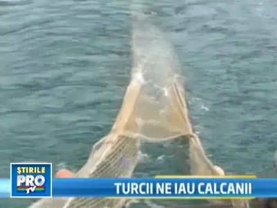 Semnal de alarma! Calcanii din Marea Neagra sunt pe cale de disparitie