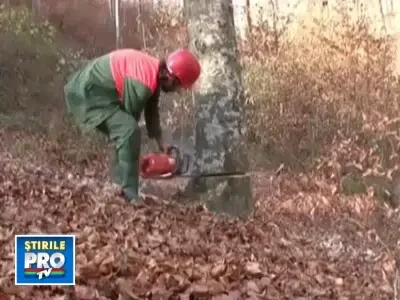 De ce e pizza italienilor delicioasa? O prepara cu lemne din Romania