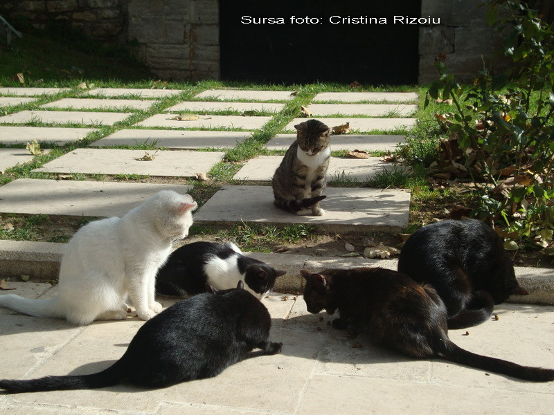 Autoritati versus pisici maidaneze. Cine credeti ca o sa castige razboiul? Noi pariem pe feline