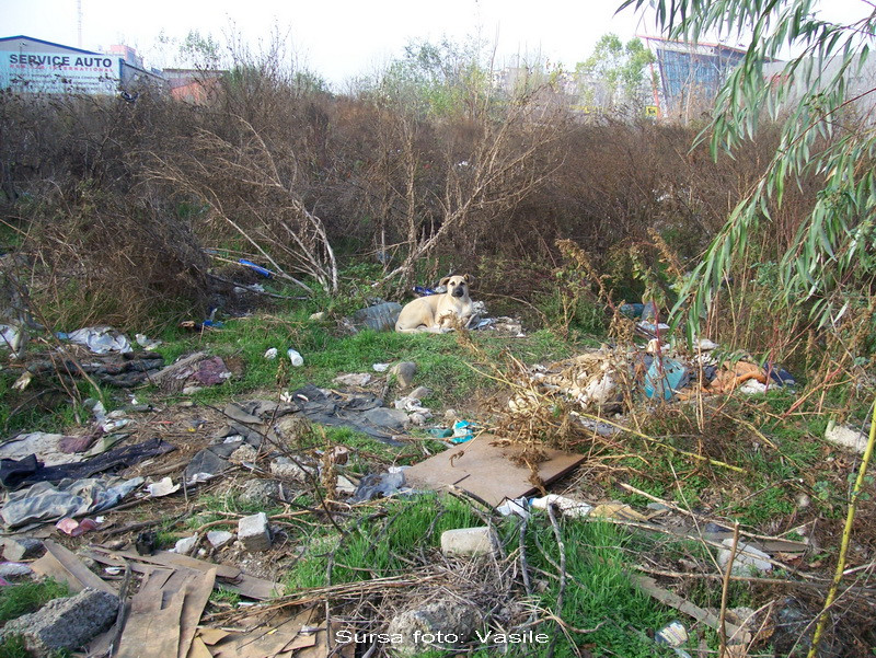 Astazi este ziua curateniei. Peste 80.000 de voluntari s-au inrolat in proiectul Let's do it Romania