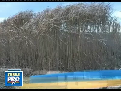 Mischantus, planta care poate revolutiona sistemele de incalzire