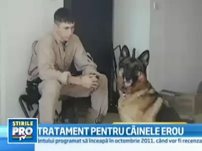 Un caine ranit poate sa mearga iarasi, dupa un tratament cu celule stem