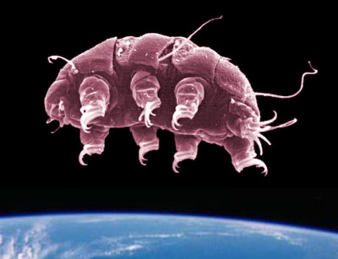 Tardigrade