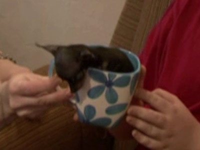Mini-catelul! Mic cat sa intre in ceasca de lapte!