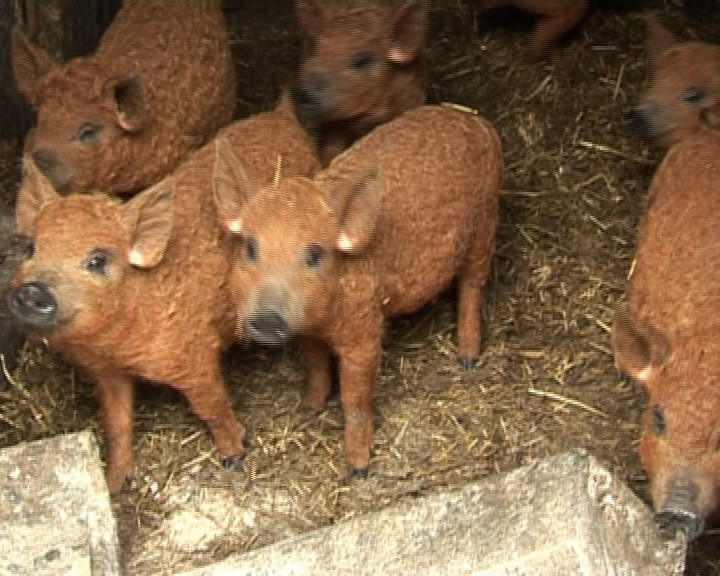 Se poarta porcul... vietnamez! Cica n-are colesterol, dar costa 300 de euro