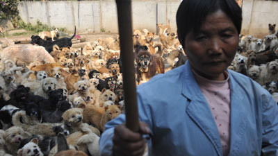 Altruism sau nebunie? A vandut casa si afacerea ca sa adopte 1500 de caini