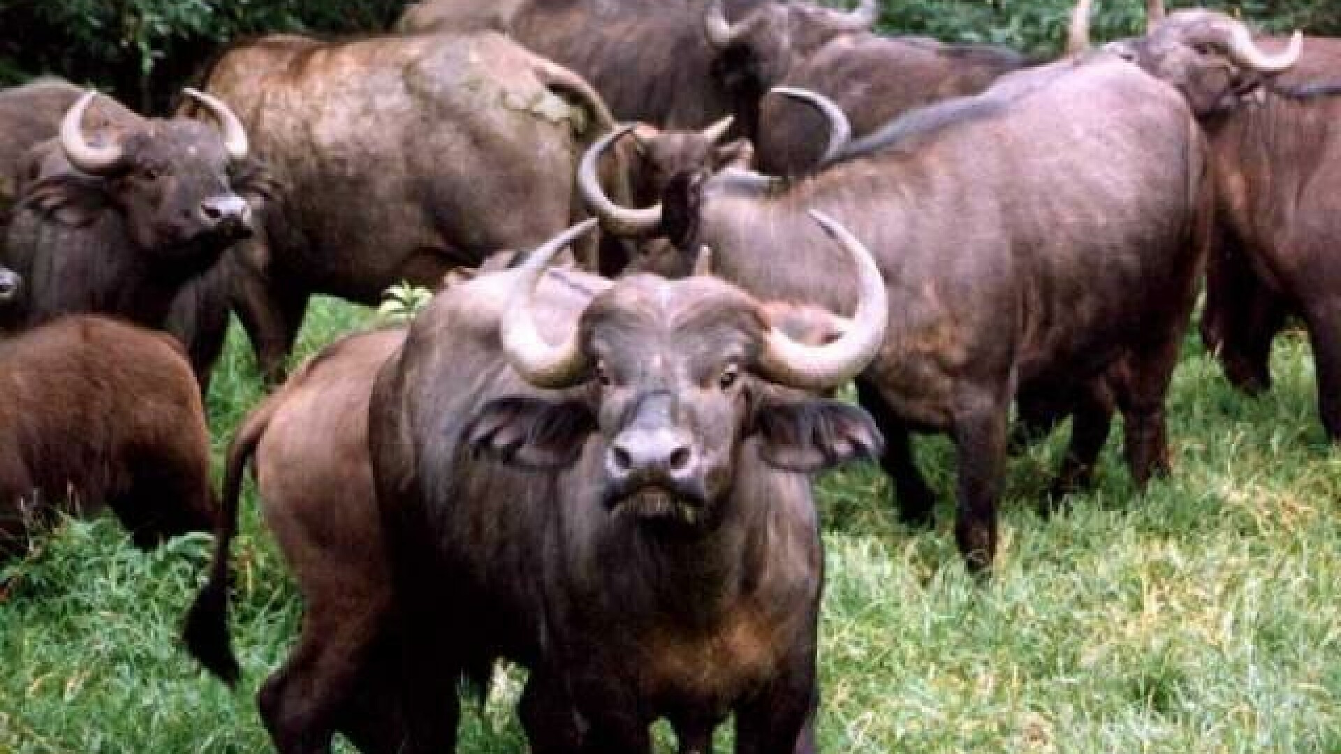 1 Decembrie: Mozarella de bivolita... pur romaneasca! Afacere de succes