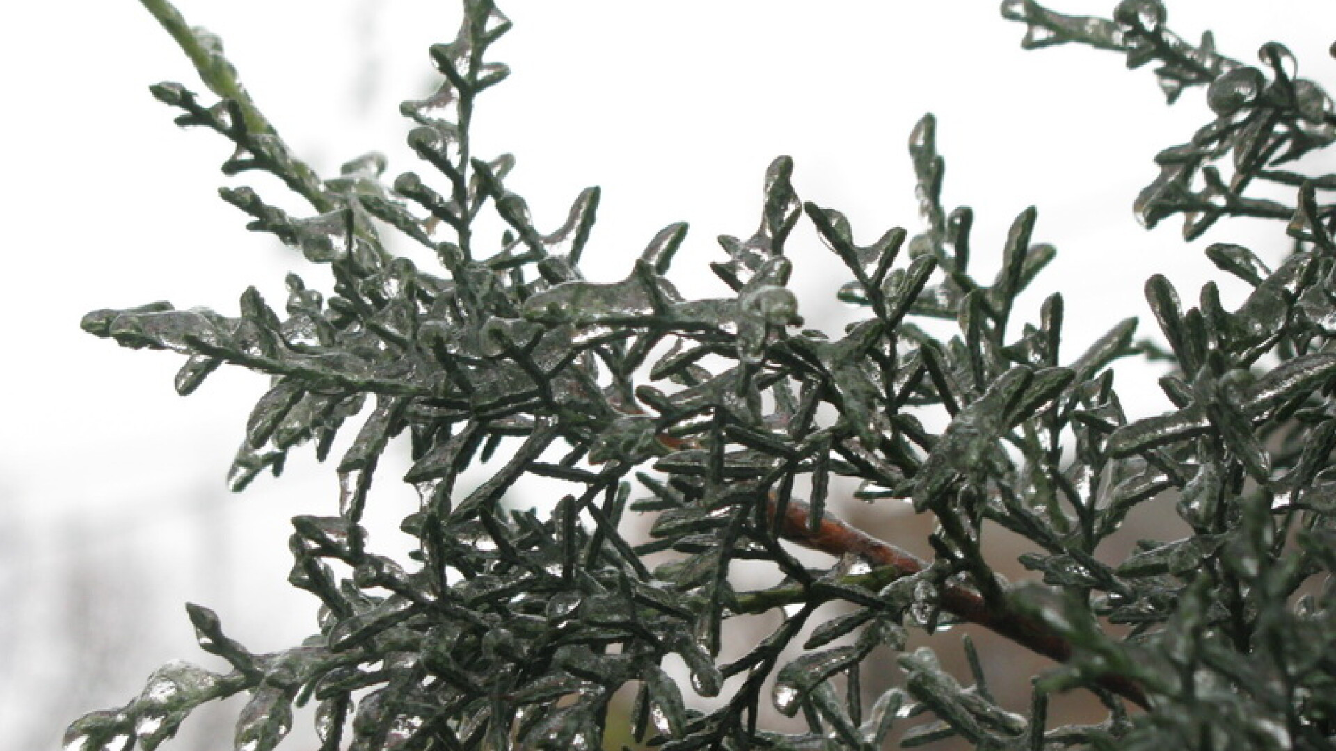 Inghetul, intre feerie si chin in Capitala. Vezi FOTO si VIDEO