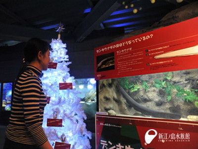 Tipar pe post de curent! Luminile de Craciun se aprind cu electricitatea sa