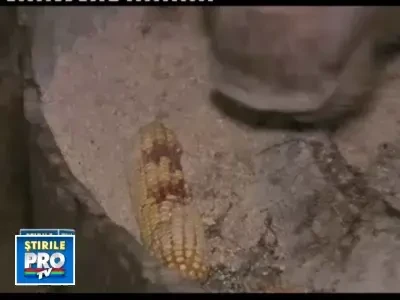 Vrei porc de Craciun? Gasesti pe internet cu 5-10 lei/kg