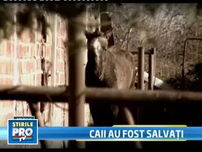 Reusita a Politiei Animalelor in scandalul cailor de la ferma din Fierbinti