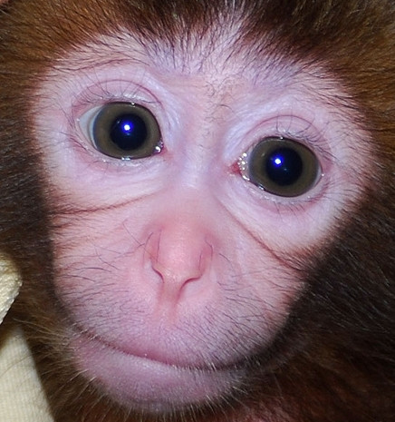 O maimuta paralizata a reinceput sa mearga cu ajutorul celulelor susa