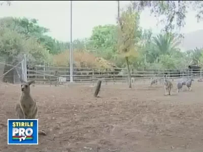 Boala mortala aparuta la canguri, tratata acum cu o tehnica inovatoare