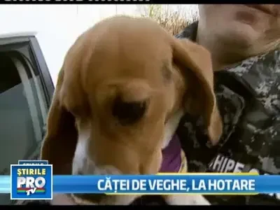 Cainii de rasa Beagle, spaima contrabandistilor in vamile din Romania