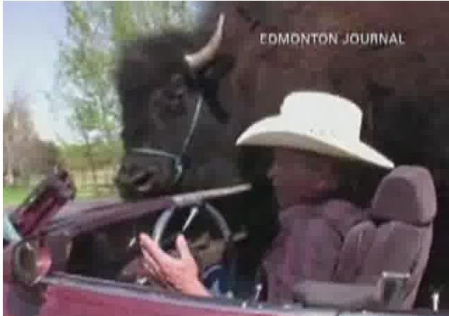 Un bizon de aproape 800 de kg, "copilotul" de zi cu zi al unui american