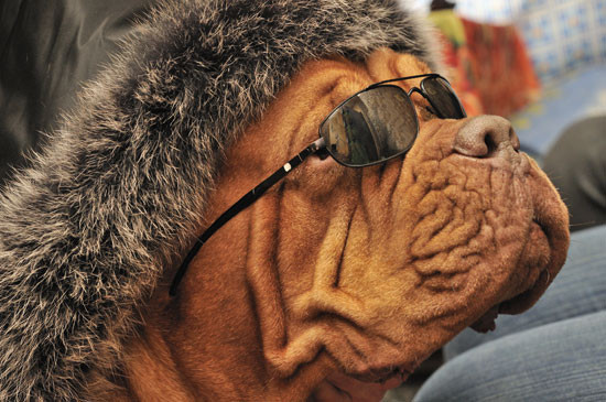 Spa de fite pentru patrupede: masaj, sala de cinema si un club de noapte