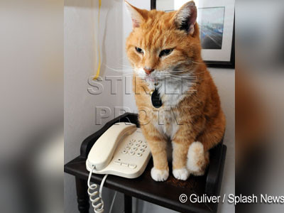 Roscovanul, motanul care a sunat singur la politie! Stapanul dormea