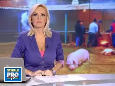 Weekend de sacrificiu pentru porci, dar si pentru proprietarii lor!