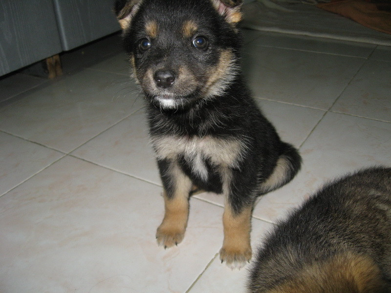 Doua cateluse simpatice au nevoie de o casa! Nu le vrei tu?