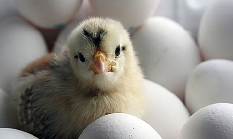 Oficial german: Carnea de pui consumata in exces ne face imuni la tratamentele cu antibiotice