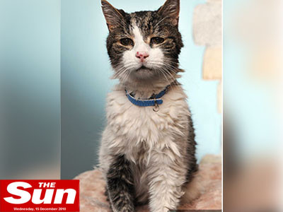 Cel mai batran motan! Are 125 de ani