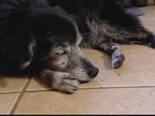 Ea este Misty, cea mai batrana catelusa din lume: are 25 de ani! VIDEO