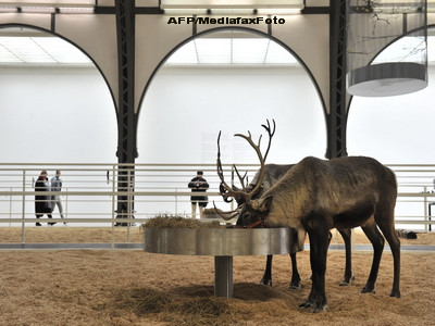 Mos Craciun are ajutoare de nadejde la Arad: doi reni adevarati!