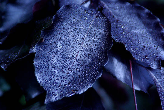 Incredibil! Pe Gliese 581g, sora geamana a Pamantului, cresc plante negre?!