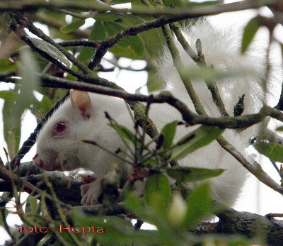 Veverita alba! Greu sa o vezi vreodata in carne si oase