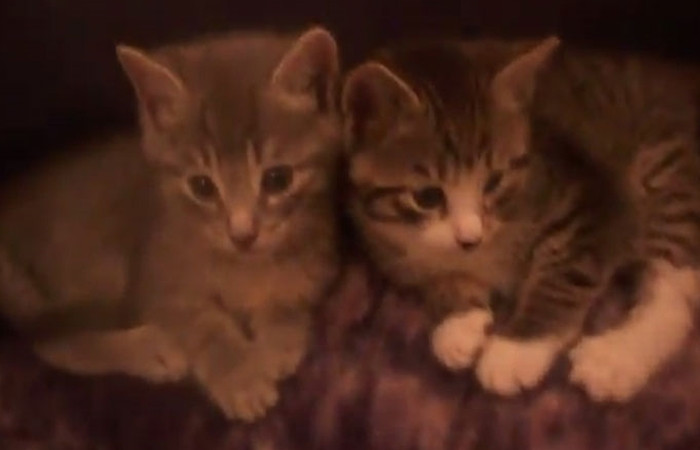 Un MONSTRU care s-a filmat omorand doua pisicute e vanat in intreaga lume!