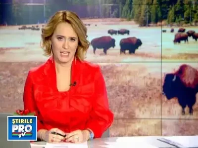 Nu e pasare ca strutul, dar nici vita ca... bizonul! Tendinte in afaceri